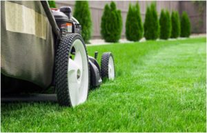 lawn during winter