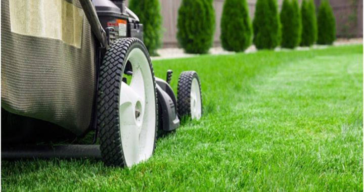 lawn during winter
