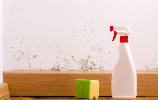 Ways to Get Rid of Mold in Commercial Buildings