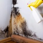 Best Services to Deal with the Mold Outbreak in House