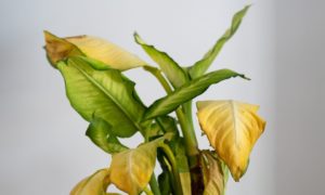 How to Revive a Dying Plant