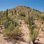 Moving To Maricopa: 5 Popular Recreational Activities in Mesa, AZ