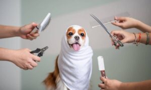 Tick Prevention for Pets