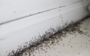 Debunking the Top 5 Misconceptions About Ant Control
